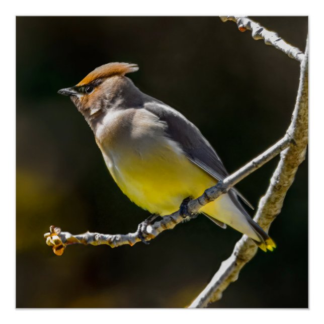 Cedar Waxwing Songbird Original Wild Bird Foto Poster (Vorderseite)