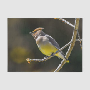 Cedar Waxwing Songbird Original Wild Bird Foto Seidenpapier