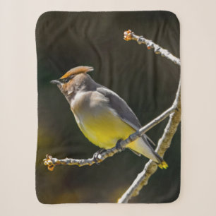 Cedar Waxwing Songbird Original Wild Bird Foto Sherpadecke