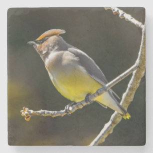 Cedar Waxwing Songbird Original Wild Bird Foto Steinuntersetzer