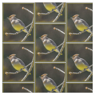 Cedar Waxwing Songbird Original Wild Bird Foto Stoff