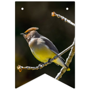 Cedar Waxwing Songbird Original Wild Bird Foto Wimpelkette