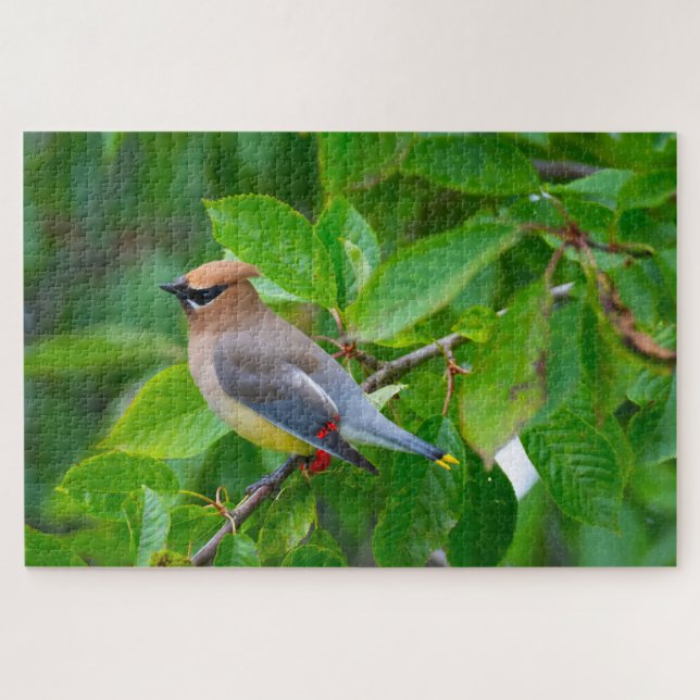 Cedar Waxwing Super Challenging Bird Lover (Horizontal)
