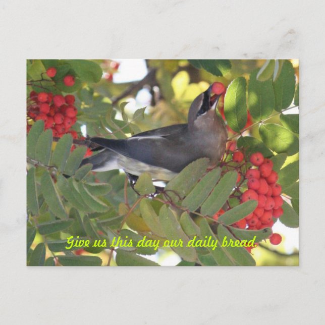 Cedar Waxwing - Tagesbrot - Postkarte (Vorderseite)