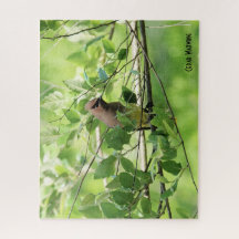 Cedar Waxwing, Vogelliebhaber