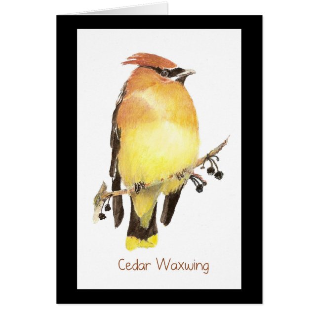 Cedar Waxwing, Watercolor Bird (Vorne)