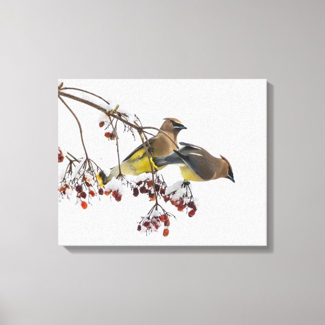 Cedar Waxwings Leinwanddruck (Vorderseite)