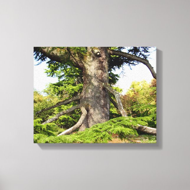 Cèdre du Liban - toile d'arbre Imprimer (Recto)