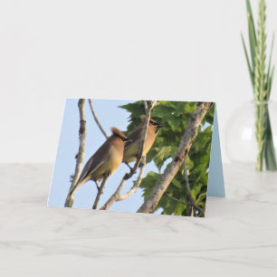 Cèdre - Série Jardin Oiseaux - Carte pliée