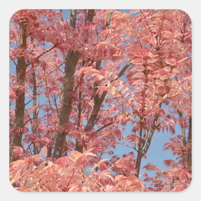 Cedrela sinensis quadratischer aufkleber (Vorderseite)