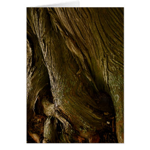 Cèdres chez le comté de Door de St Joseph, WI