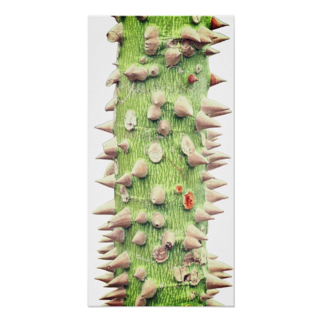 Ceiba speciosa, die Seidenschollen Poster (Vorderseite)