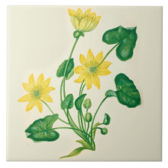 Celandine de carreau de céramique de cuisine de (Devant)
