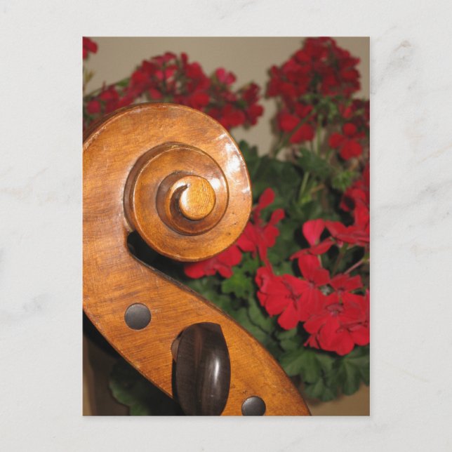 Cello Scroll Blume Postkarte (Vorderseite)