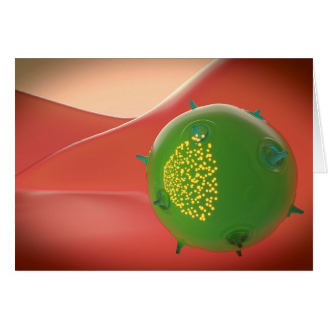 Cellule De Tueur Du Système Immunitaire Inné (Devant horizontal)