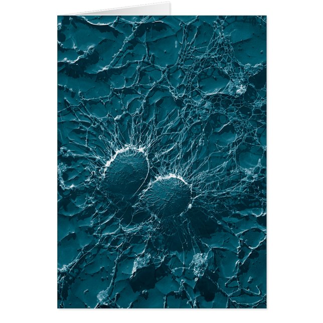 Cellules bactériennes de fin de Staphylococcus (Devant)