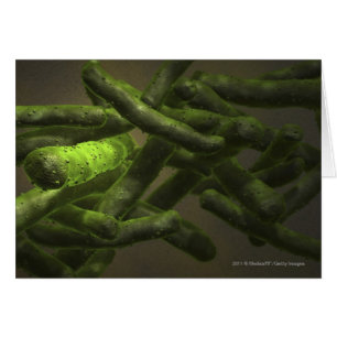 Cellules de bacille de la tuberculose