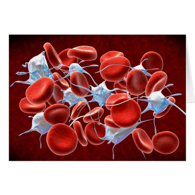 Cellules de sang rouge avec leucocytes (Devant horizontal)
