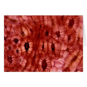 Cellules de Sclerenchyma d'un puits de cerise