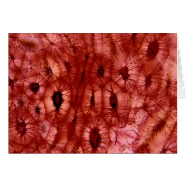 Cellules de Sclerenchyma d'un puits de cerise (Devant horizontal)