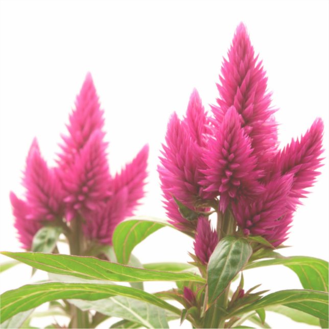 Celosia argentea aufkleber (Vorderseite)
