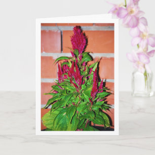 Celosia Argentea - Drachenatem - Pflanze Karte
