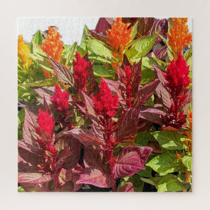 CELOSIA BLUME