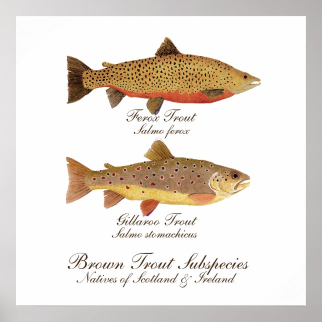 Celtic Trout Art Poster (Vorne)