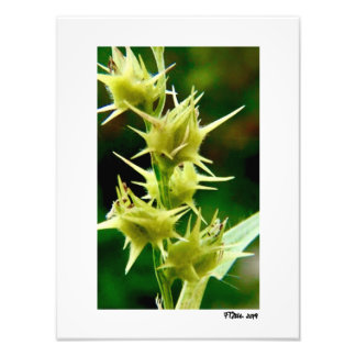 Cenchrus Echinatos Fotodruck