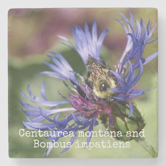 Centaurea Montana und Bombus impatiens Steinuntersetzer (Vorderseite)