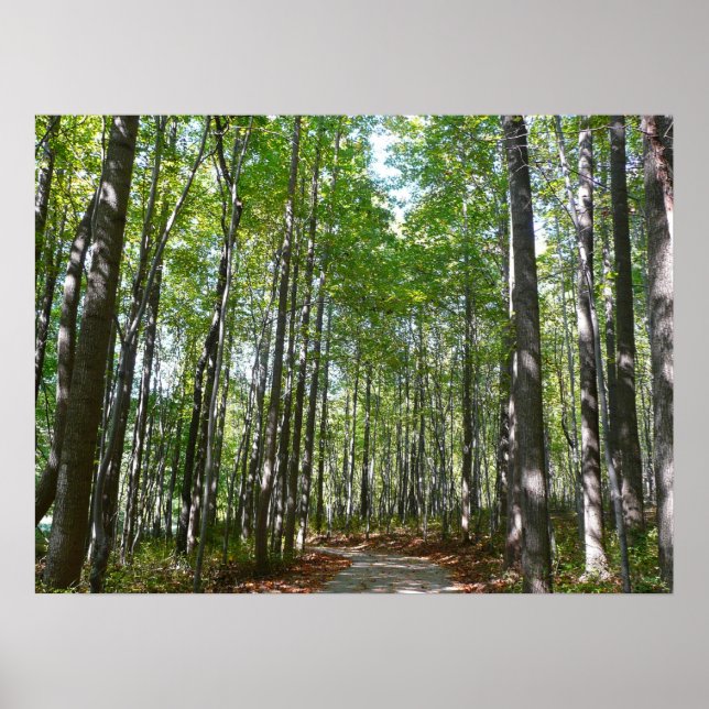 Centennial Wald Path II Ellicott City Maryland Poster (Vorne)