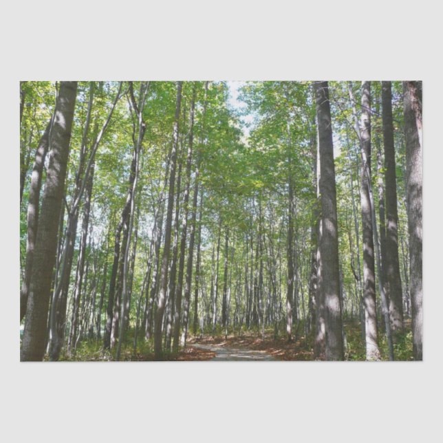 Centennial Wald Path II Ellicott City Maryland Seidenpapier (Vorderseite)