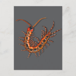 Centipede  postkarte