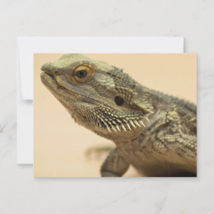 Central Bartard Lizard Nah-up Postkarte