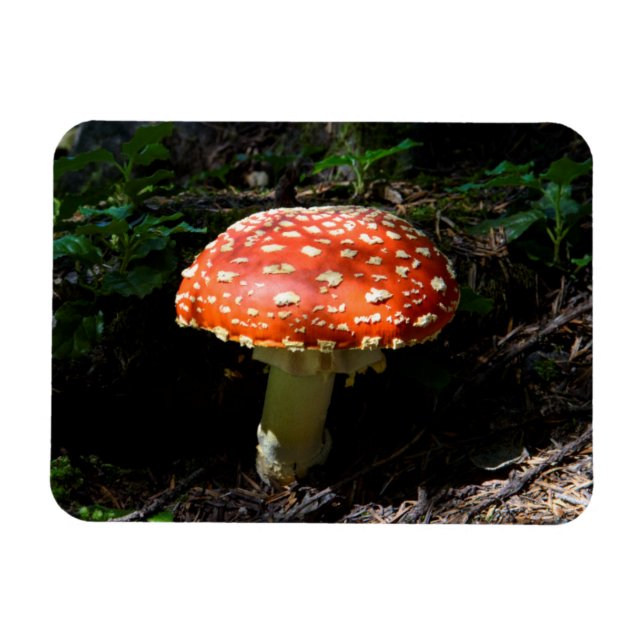 Central Cascades, Staat Washington Magnet (Horizontal)