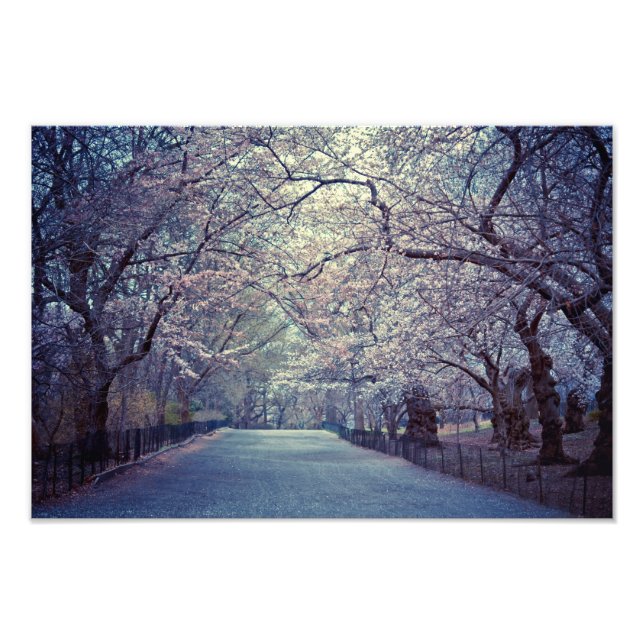 Central Park Cherry Blossom Pfad Fotodruck (Vorne)