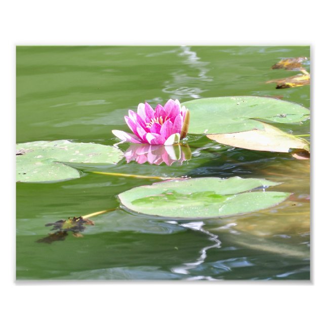 Central Park "Lily Pads" Fotodruck (Vorne)