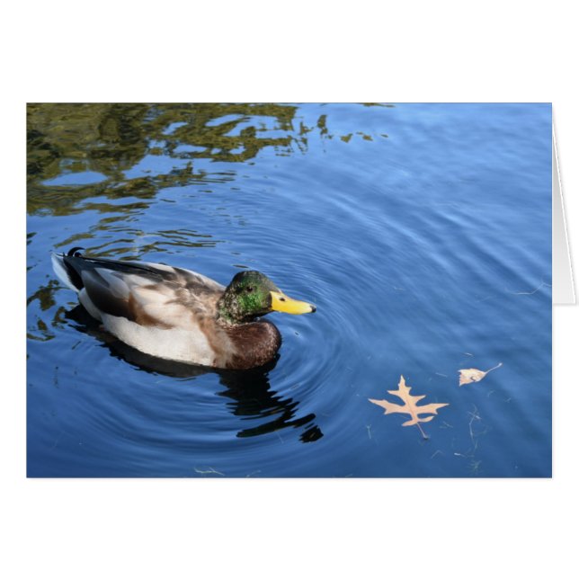 Central Park NYC Conservatoire Eau Mallard Canard (Devant horizontal)