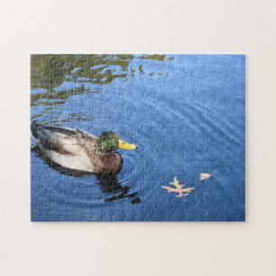 Central Park NYC Conservatory Water Mallard Duck