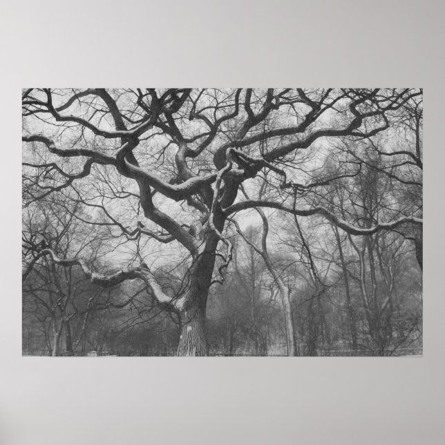Central Park, NYC Poster (Vorne)