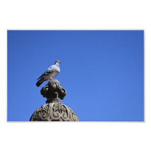 Central Park Pigeon Blue Sky New York City Bird Fotodruck