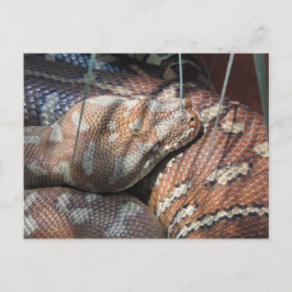 Centralian Carpet Python Postkarte