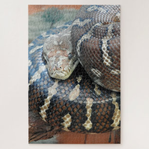 Centralian Teppichpythonschlange