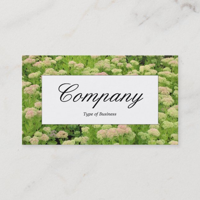 Centre Label - Sedum (Herbstfreude) Visitenkarte (Vorderseite)