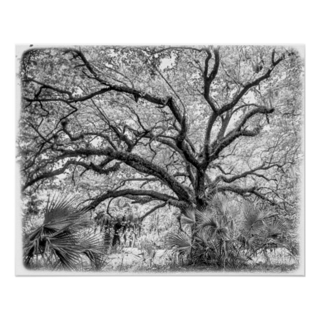 "Century Oak" Black and White Wall Art  Poster (Vorderseite)