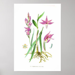 Cephalanthera rubra poster