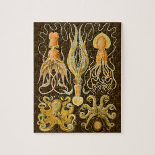 Cephalopod Octopus Tintenfisch Meeresnatur