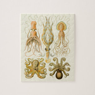 Cephalopod Octopus Tintenfisch Meeresnatur