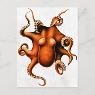 Cephalopoda der Hawaiianischen Inseln Postkarte