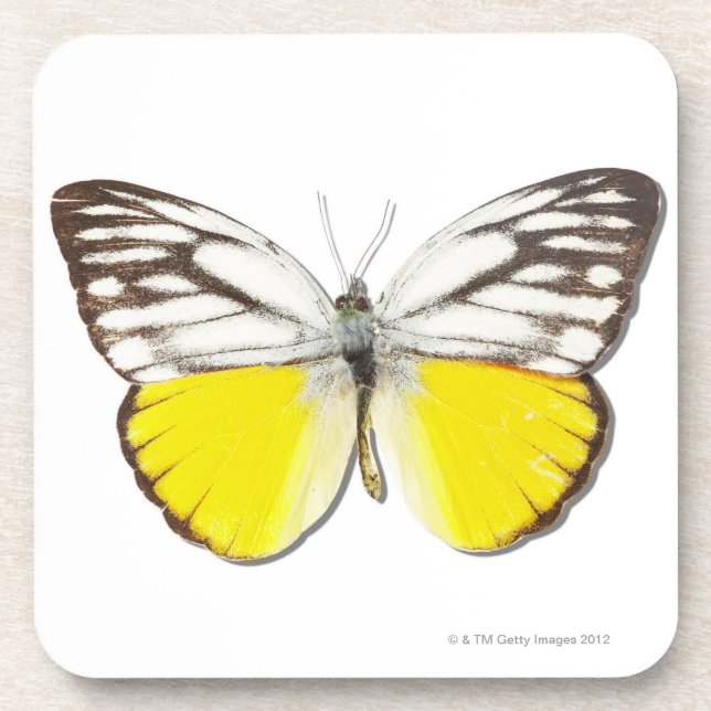 Cepora aspasia untersetzer (Vorderseite)